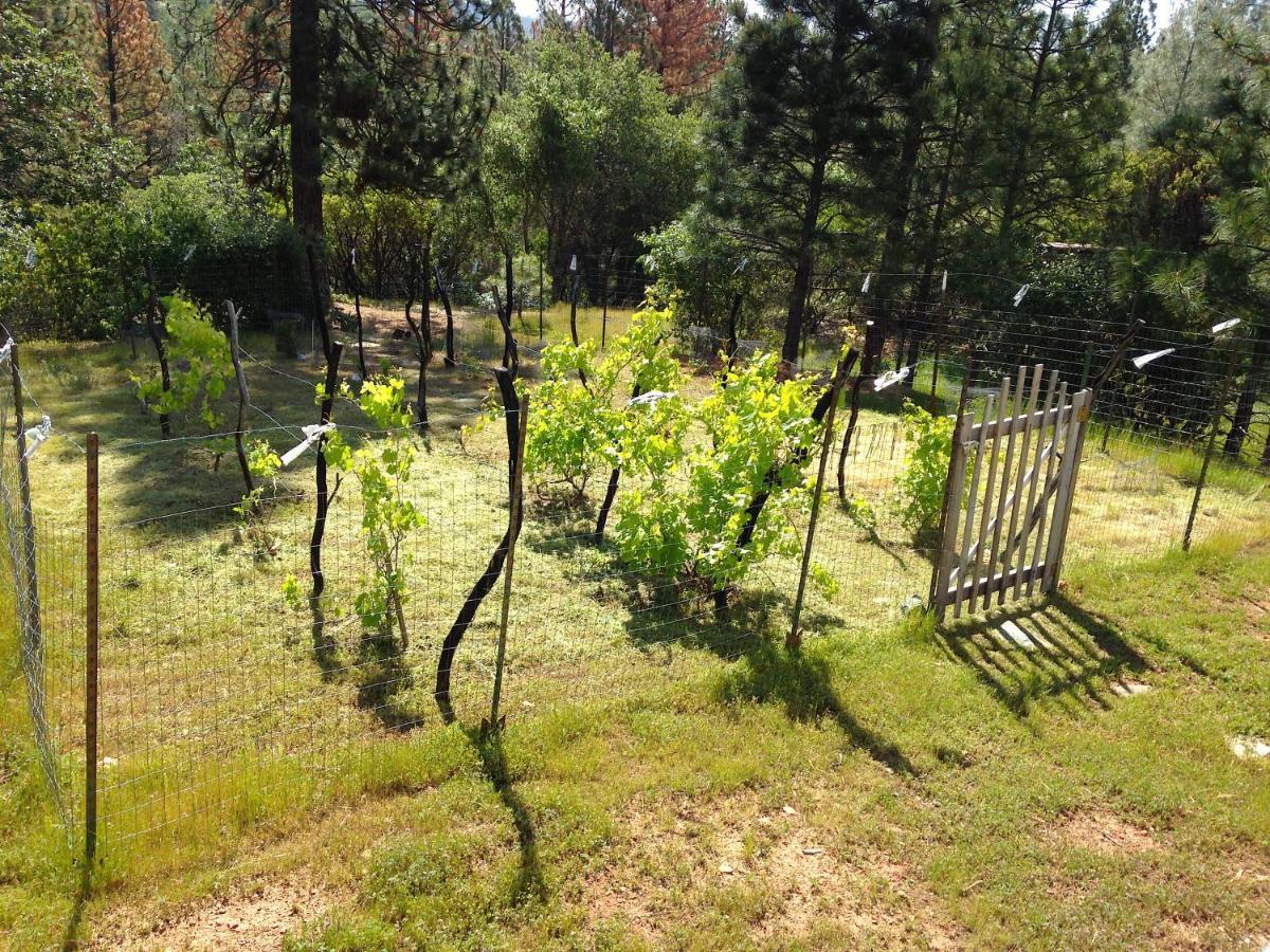 Black Oak Hill Vista Near Yosemite - Mountain Views & Starry Night Sky Mariposa Esterno foto