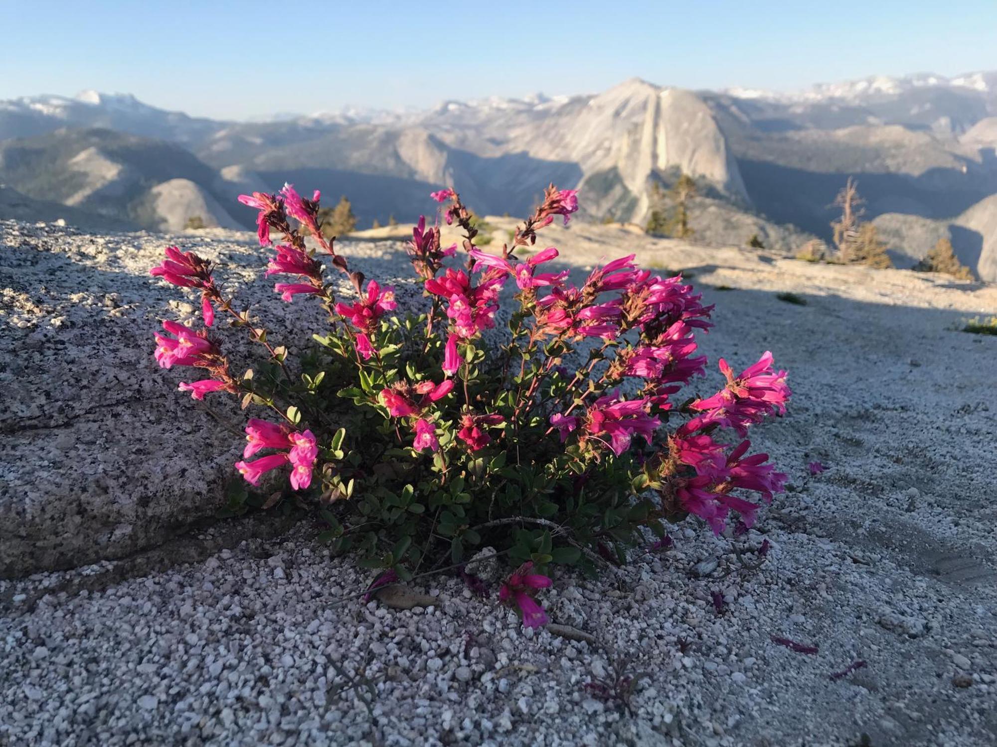 Black Oak Hill Vista Near Yosemite - Mountain Views & Starry Night Sky Mariposa Esterno foto